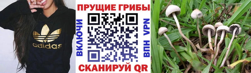 Галлюциногенные грибы GOLDEN TEACHER  цены   Лакинск 